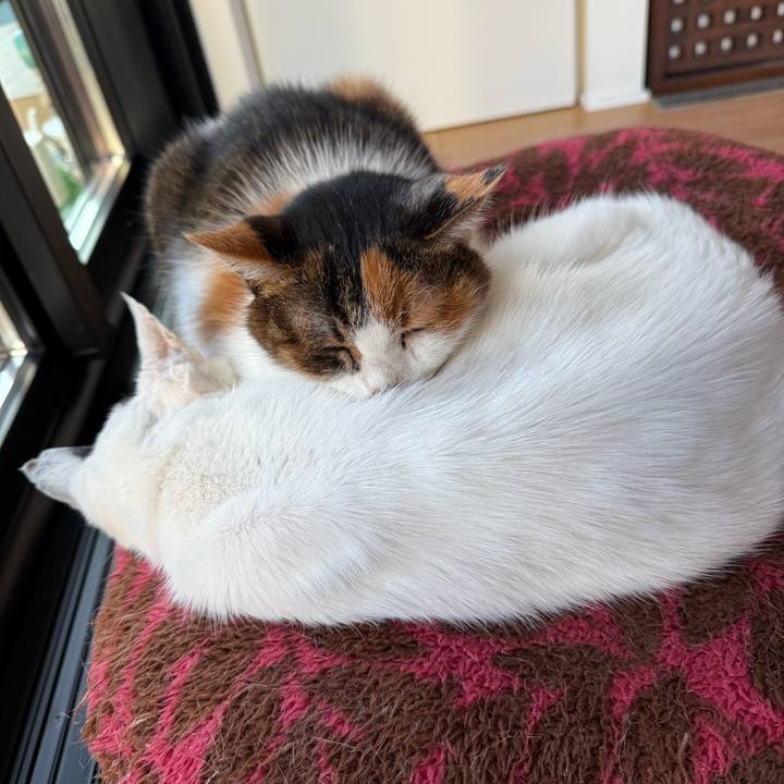 94877ff7 06cc 4b0e b13e 1db5ae612eec 1765364427486