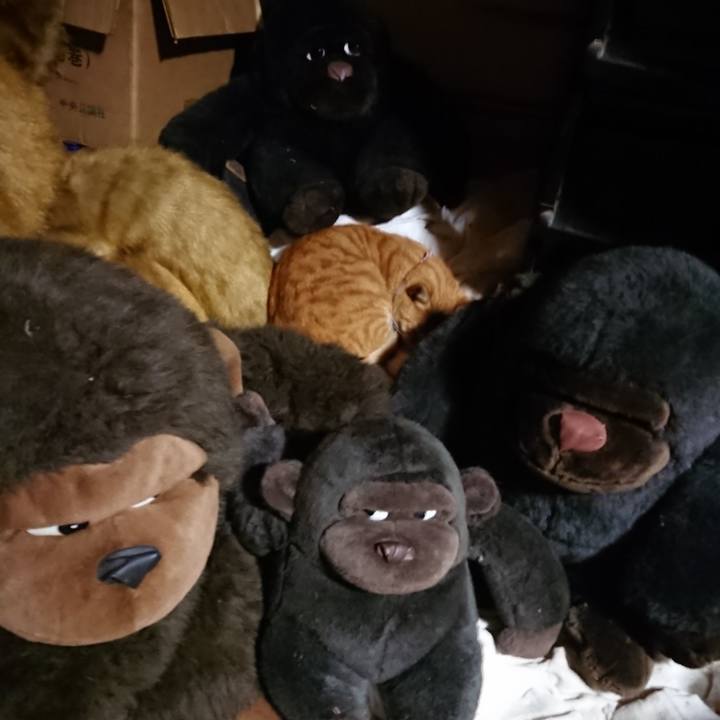 9487c37d 76e1 49a7 9e5c 6a028f0d9f90 1603972074264