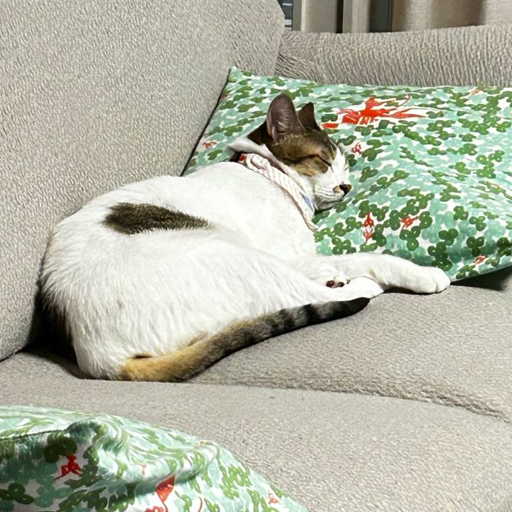 9489dba6 c61b 4201 9740 375c1fc6c181 1760306198740