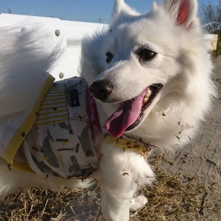 948f1478 9245 4e69 a1ac 679339c1d60a 1605940540357