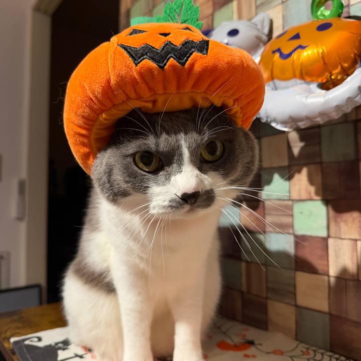 94948b04 0dae 476b bc85 fd48023d000a 1761902058041