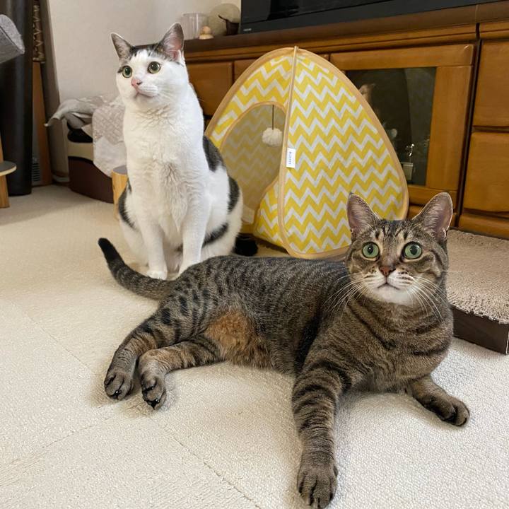 94a09fd1 4bdd 4d54 a14d e6837fa44428 1769323365723