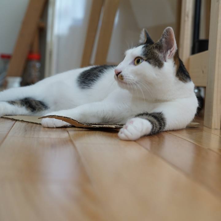 94a1fad2 87a5 4cd7 b965 eeb10407baf3 1529895364639