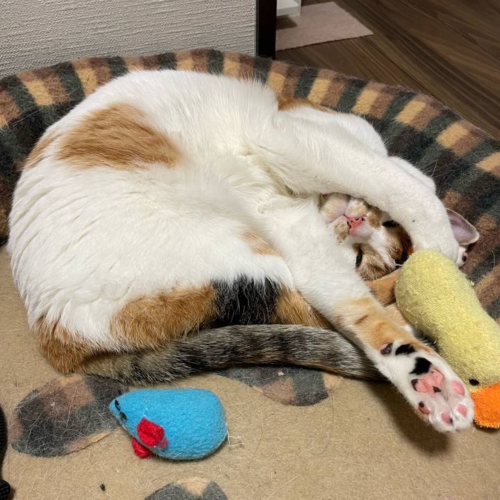 94a4c430 2472 446d 908d dd19b8f8f37f 1639662053988