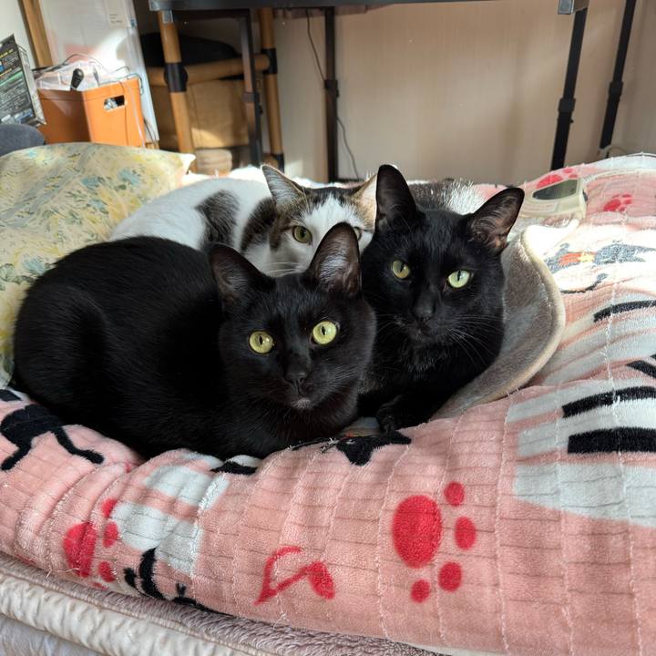 94a5ad9f fd84 49c6 b865 dfe6e9491e0c 1766881849612