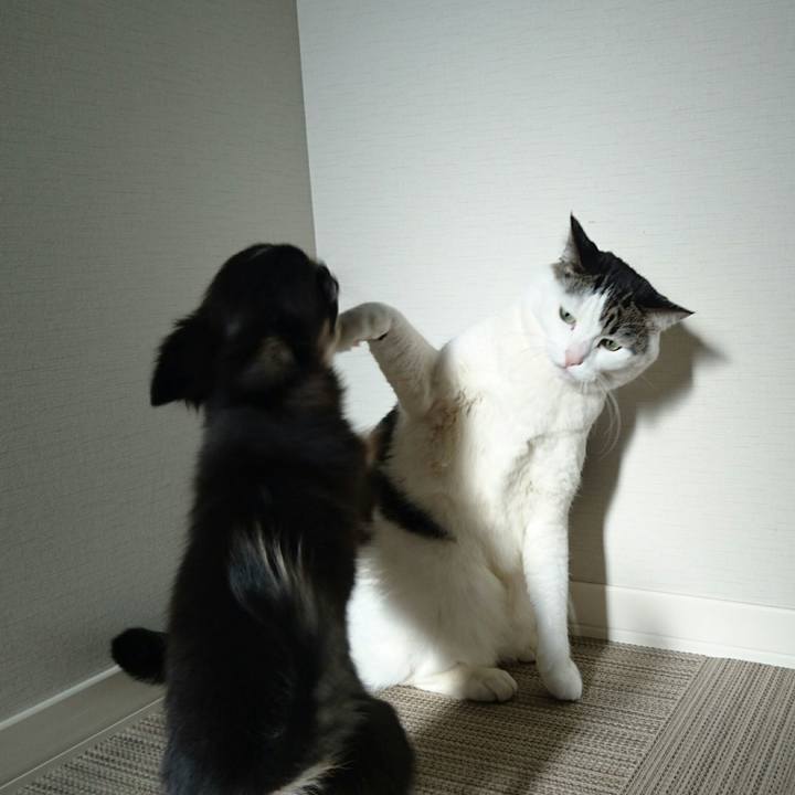 94a80d73 f4cb 431a b8b3 23c170ba612f 1511705764313