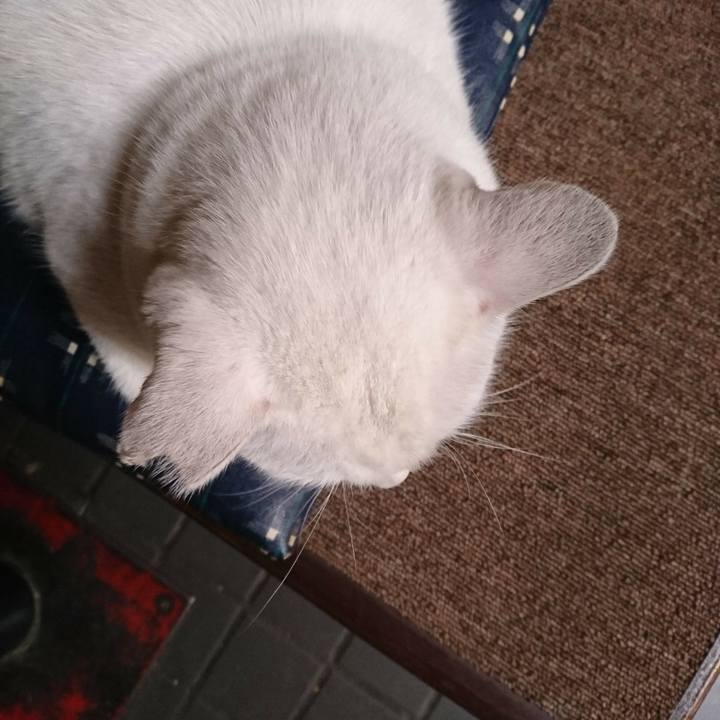 94a97aaf 2ff4 49a4 afe8 4166d2b89e37 1509169758087