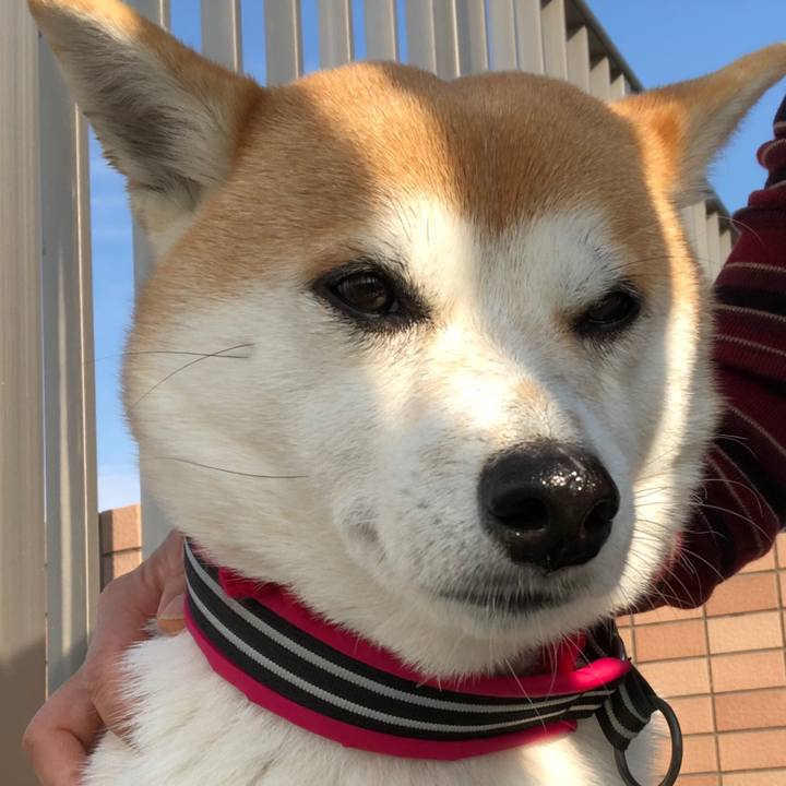 94abe38e 1a3a 4401 ba9f 660b4af5dd72 1543294924401