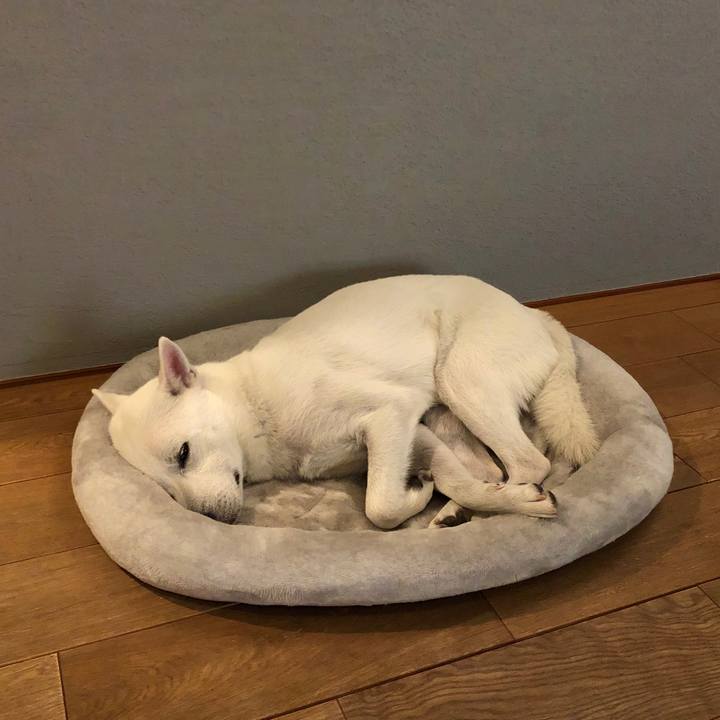 94aef39a d4c1 4f6c 9fd8 eb6093d0ff6b 1553007980424