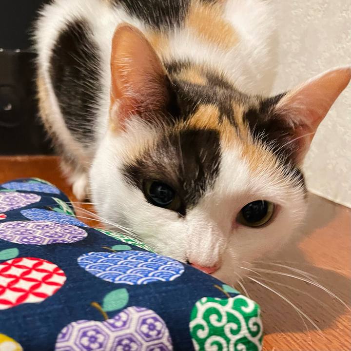 94afc5d9 39c2 412b 8fd5 791d377fe82e 1658540803076