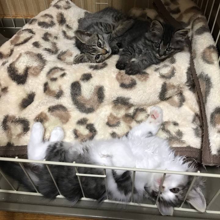 94afd536 a5c1 4b38 973e b5eea2660e28 1572574028976