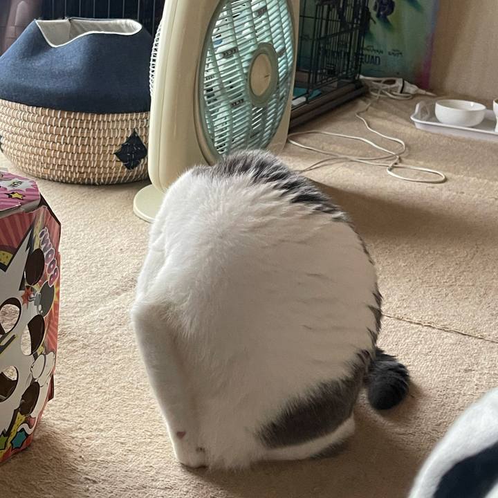 94afdbf6 ba8b 4dee 94ac bd3ab06c552e 1754809330495