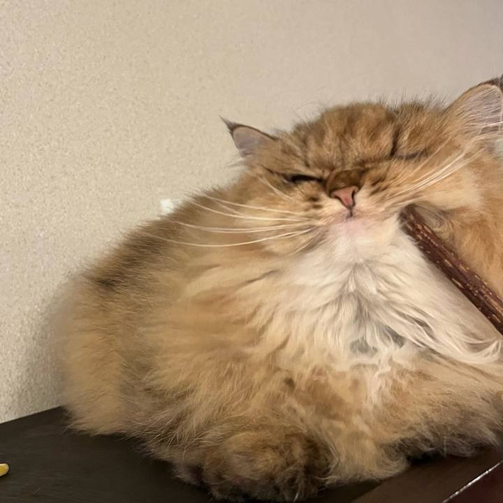 94b0fbf6 9fa7 46dc b361 f61c998dcb88 1733568167440