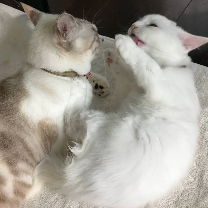 94b31378 7156 40f4 9407 f919c71127dc 1509076314477