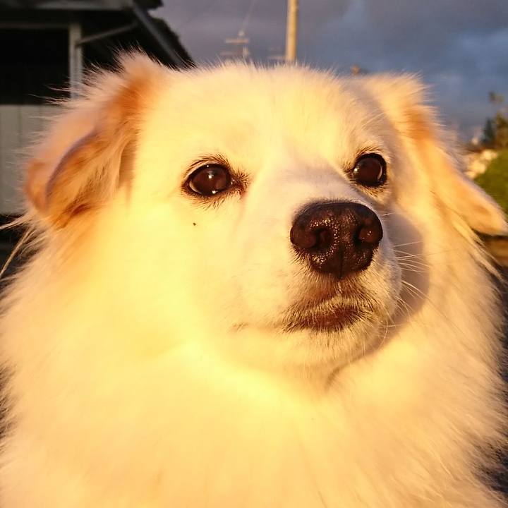 94b35a68 60e6 46b8 8a87 aa16581a352a 1511041915450