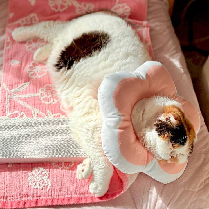 94b36746 a0c7 4e02 b750 6e71ff7f173f 1738816145680