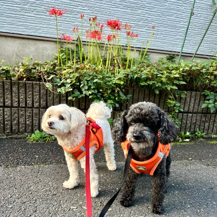 94b45e35 ca4d 4ce9 b96e 9121d1f7b02b 1758412651484