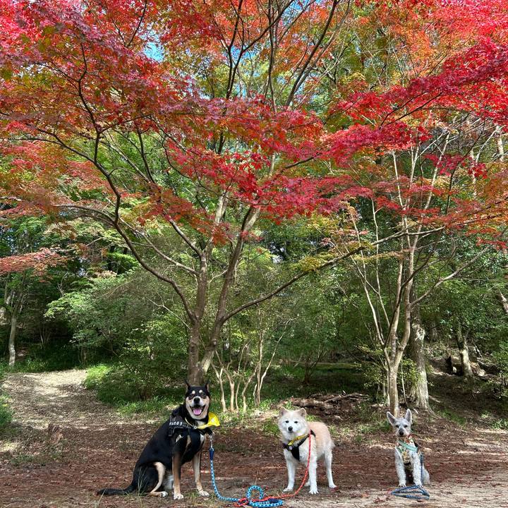 94b51f5c 6d0d 4ab1 9cba e4b9e2a62e6c 1731422592934