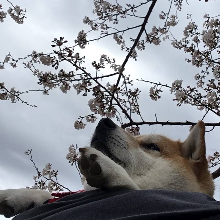 94b69dc0 f14c 4428 987d e708c879aecf 1585285798593