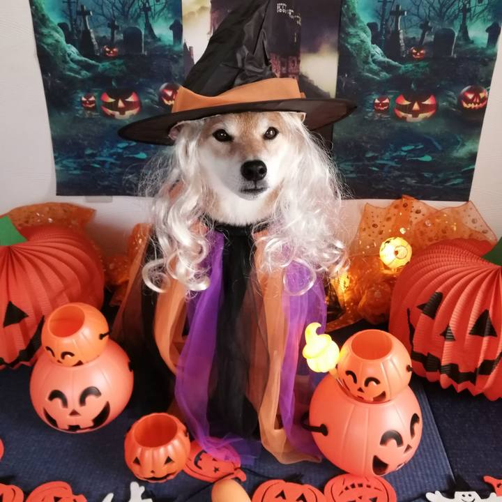 94b806b4 4b4a 4f4d b234 3702c40e2888 1666431710661