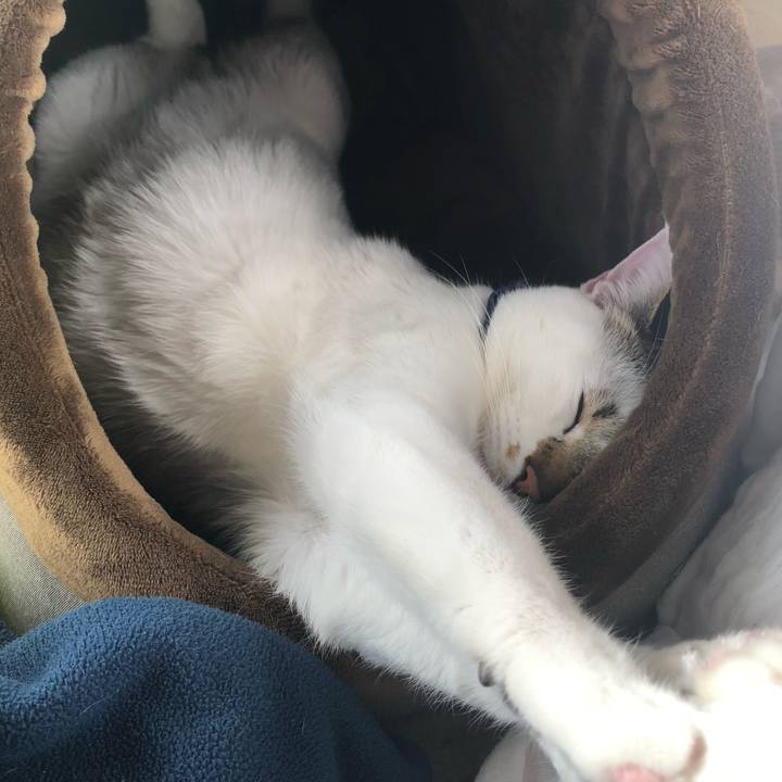 94b8f3ef d31c 4a35 9a78 d11c8712c42a 1517376891467