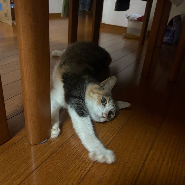 94b9a807 99bb 48b4 a89c 5271cdd58d20 1759676269208