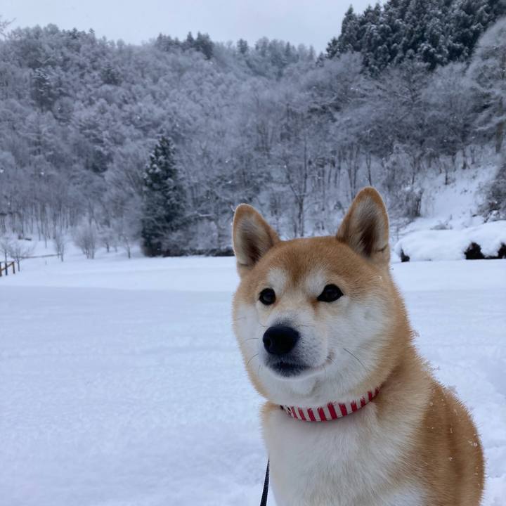 94ba7866 6691 4db4 b2f4 6f770b5c5cfb 1735454071835