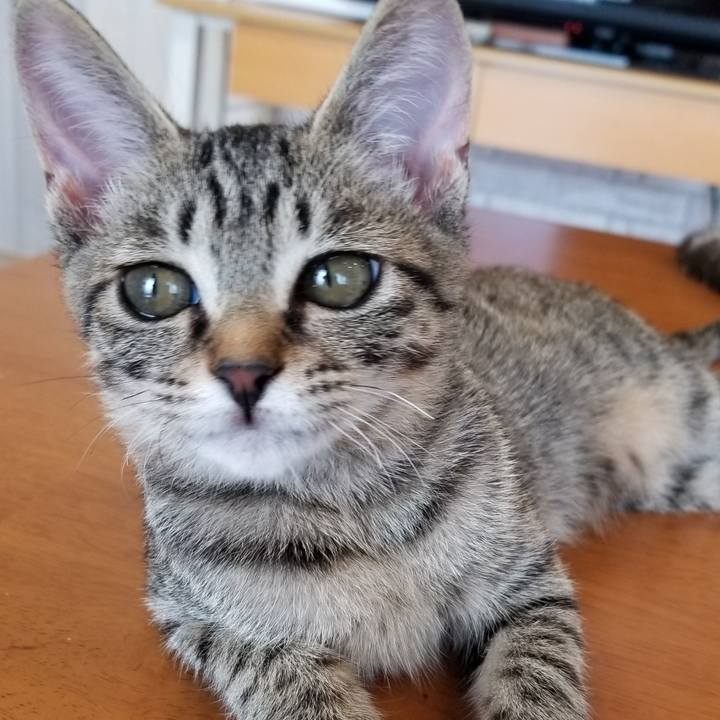 94c2396a cb18 48be 8af8 87050d0286c4 1538011231611