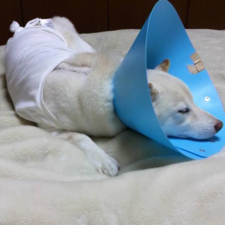 94c709d8 b671 4b52 b2ab fab1c04487aa 1635246412813