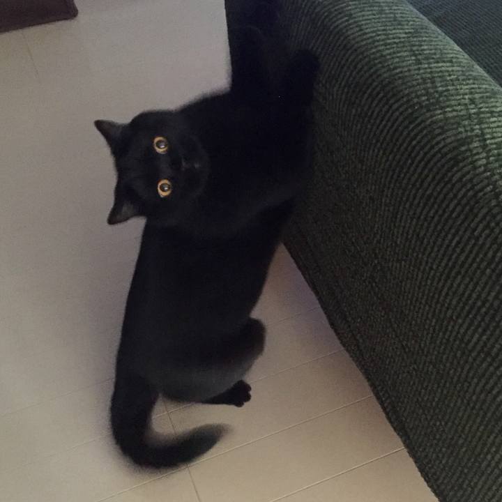 94c78470 4135 4385 8e0b 0170fd315e21 1558095475633