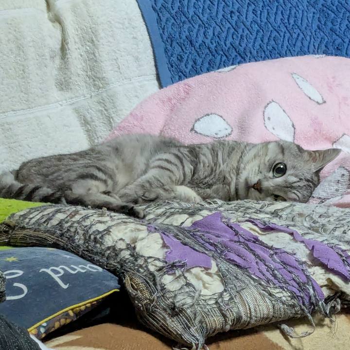 94c7bc32 594a 4b98 96bb 9766a320c283 1751896835502