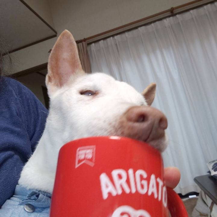 94c8ea88 cb73 4835 b958 b8a509343d7f 1555627472460