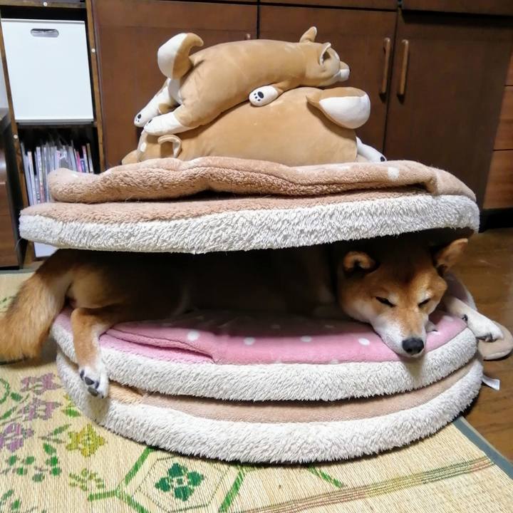 94cd7956 52e3 4096 8829 95427bb6592c 1621334559452