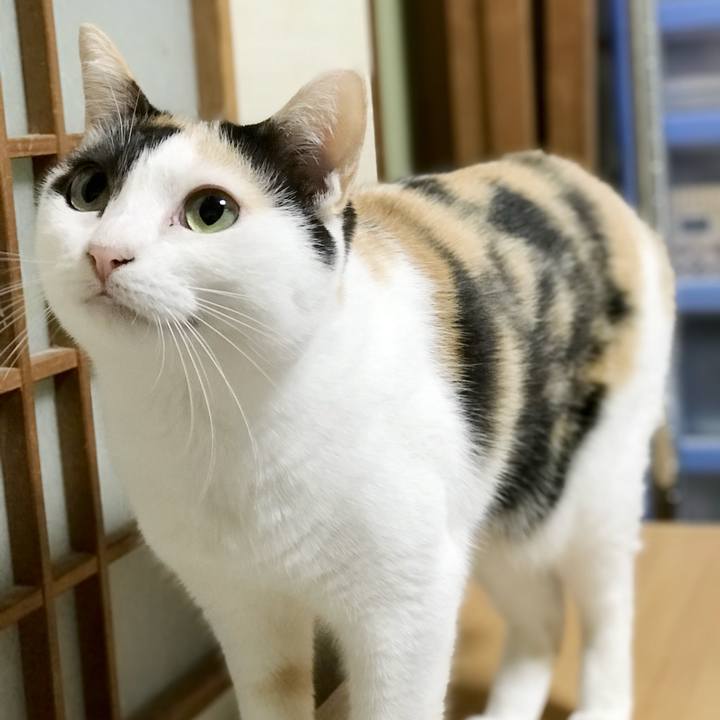 94cec4ee f63e 4ca3 aa38 490bb6e74db4 1537839425650