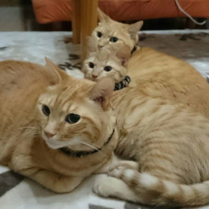 94d19f47 d367 4d32 9264 b73a2be727e3 1545363441382