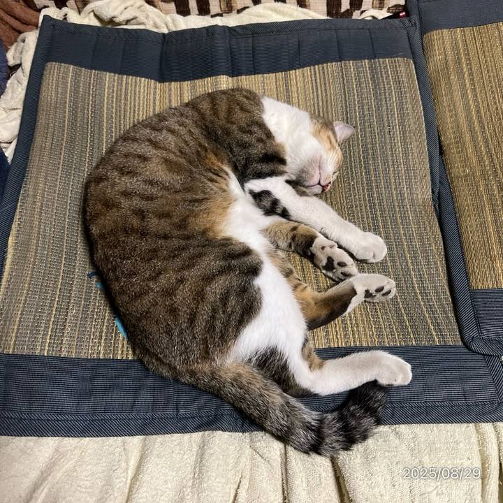 94d58a16 6aa9 43db a096 c7dfe86889c7 1756418888505