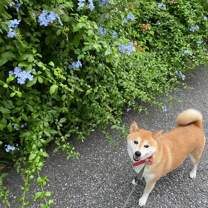 94d5f16c 86df 4d0e 94be 02bfb279bc8f 1593308476165