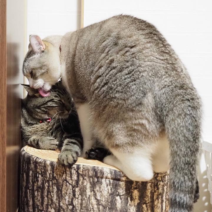 94daddc0 4428 434f a5fa 18d654daea3f 1596725195219