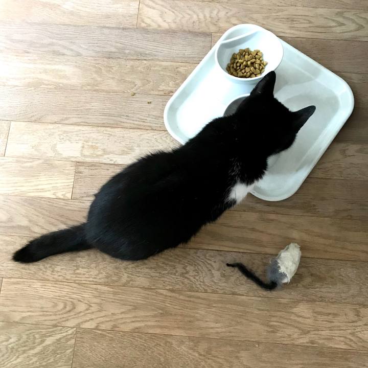 94e20c4e e673 498e bd60 2efaa4cf4fef 1561003383354