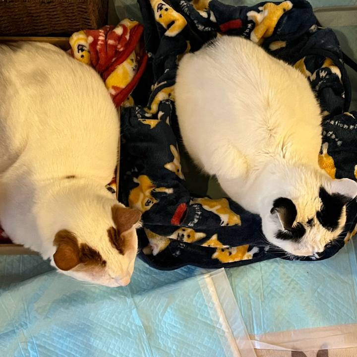 94eb2a72 1bc9 4f66 b17c 89c9c4723837 1770388146389