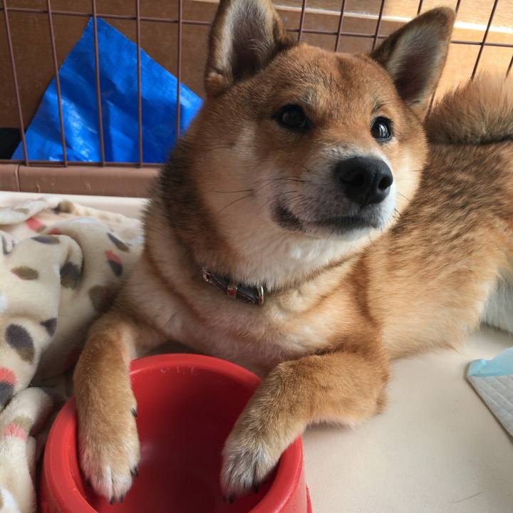 94ef0663 4d23 41be b34d 789810c44652 1529272288379