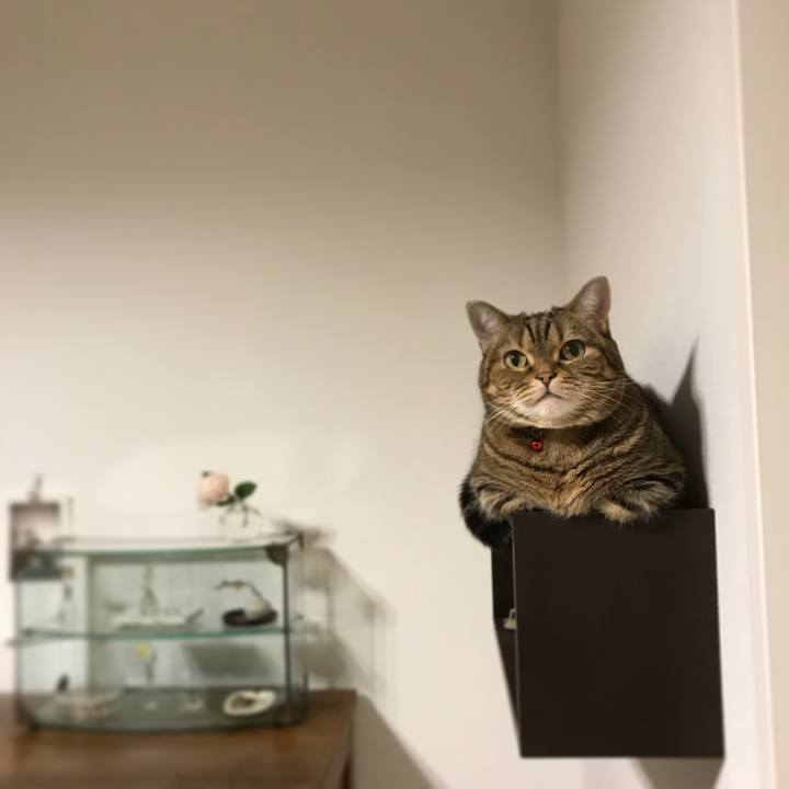 94f08257 74a8 4b38 a243 6fa89008215f 1543584946801