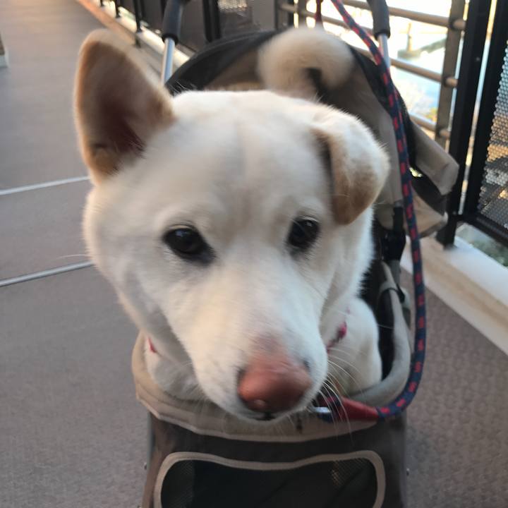 94f2dda0 76ef 4a25 8fa2 b4c9613d5945 1517356252980