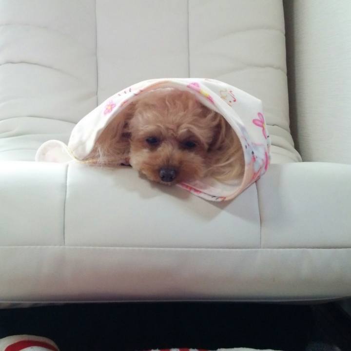 94f3fd8a 33e6 4369 816f af0136d20178 1525346683122