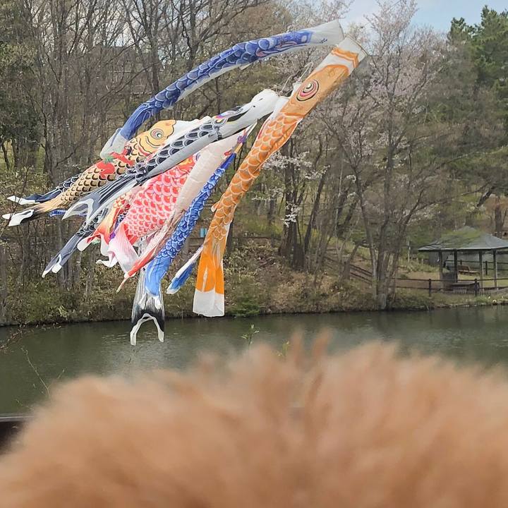 94f4f4dc 9102 4957 b78e 1d5a1d198f2b 1588219584520