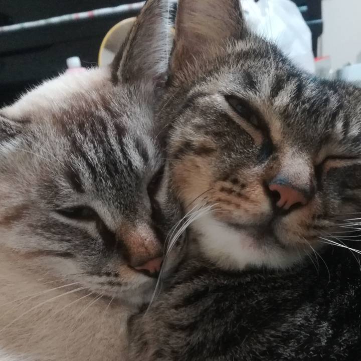 94f7cd31 ca85 44fa a9c9 2250c6e5f1a4 1539866642476