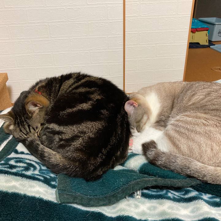 94fb8f55 2339 4b73 9d0d a07d4c9a9cac 1589808779898