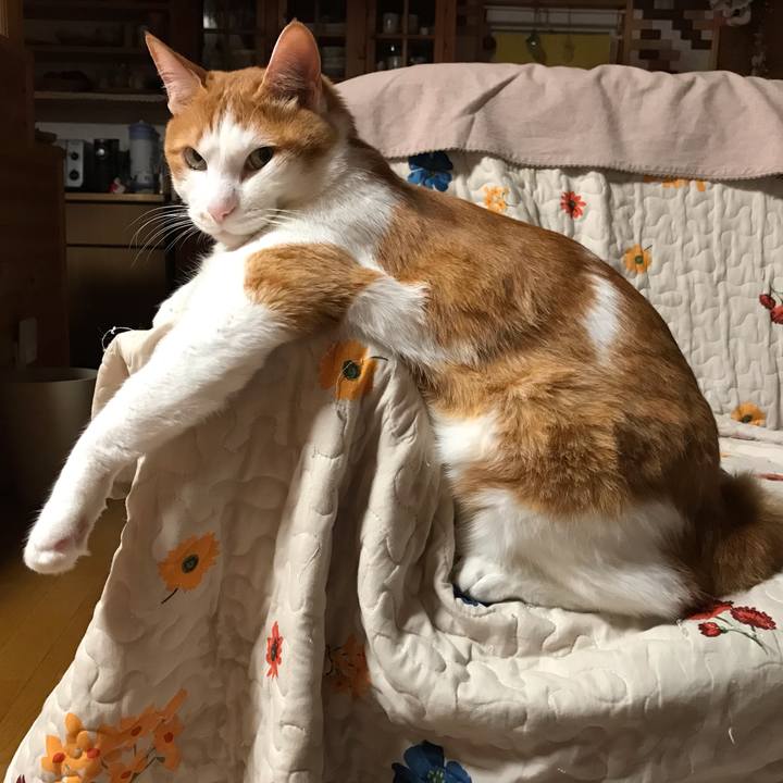 94fc4d9e 1039 4520 8644 8566bf3ec5ae 1591107250176