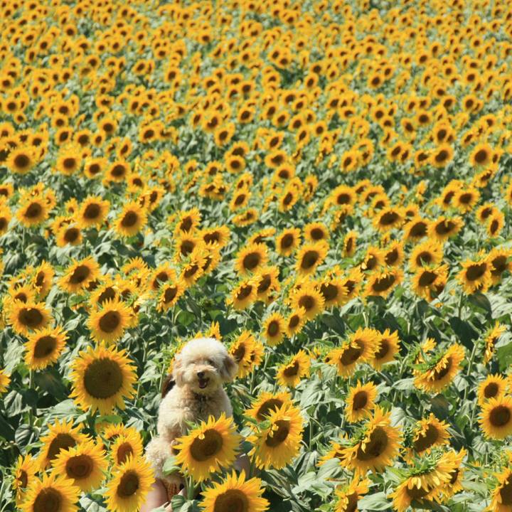 94fcf4a5 117e 4463 846f d639a700a5ce 1531086874963