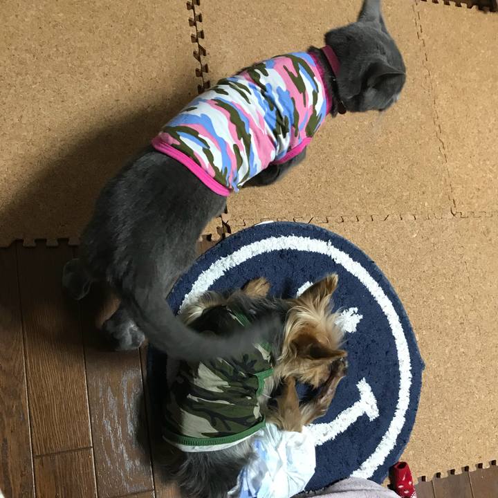 94fdba11 c986 44f6 97a3 6ce42f9130de 1525439111310